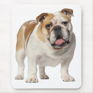 Englisch Bulldog Welpe Hund Canine Mauspad