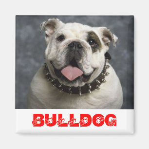 Englisch Bulldog Welpen Liebe Magnet