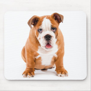 Englisch Bulldogge Welpe Hund Mauspad