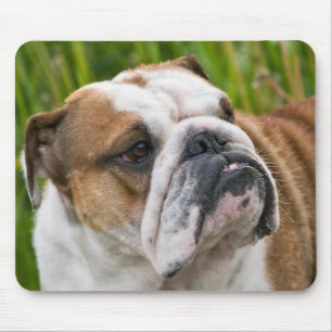 Englisch Bulldogge Welpe Hund Mauspad