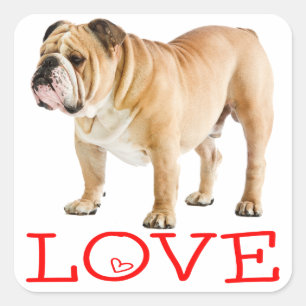 Englisch Bulldogge Welpe Hund Rote Liebesherzen Quadratischer Aufkleber