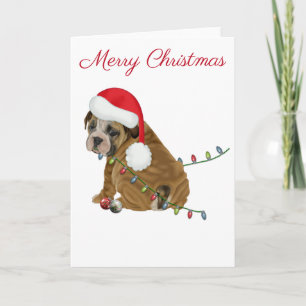 Englisch Bulldoggen Weihnachten Welpe