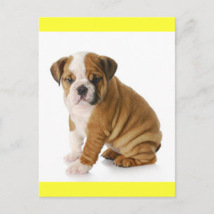 Englisch Bulldoggen-Welpen-Hund Gelb Leere Postka Postkarte