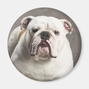 Englisch Bulldoggen Welpen Hund Liebe Magnet