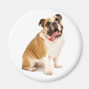 Englisch Bulldoggen-Welpen-Magnet Magnet