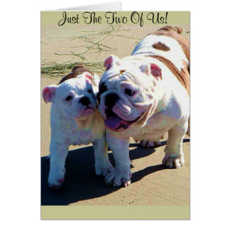 Englisch Bulldogs nur die zwei von uns!