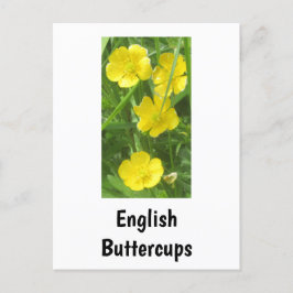 Englisch Buttercups Postcard Postkarte
