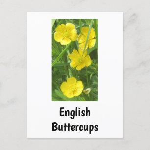 Englisch Buttercups Postcard Postkarte