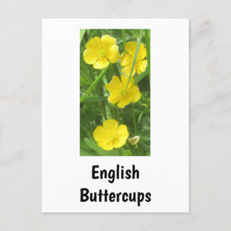 Englisch Buttercups Postcard Postkarte