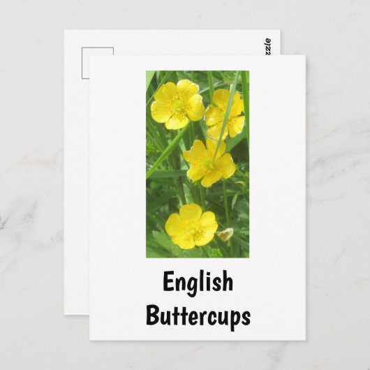 Englisch Buttercups Postcard Postkarte (Vorne/Hinten)