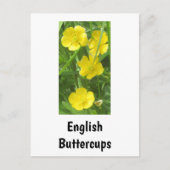 Englisch Buttercups Postcard Postkarte (Vorderseite)