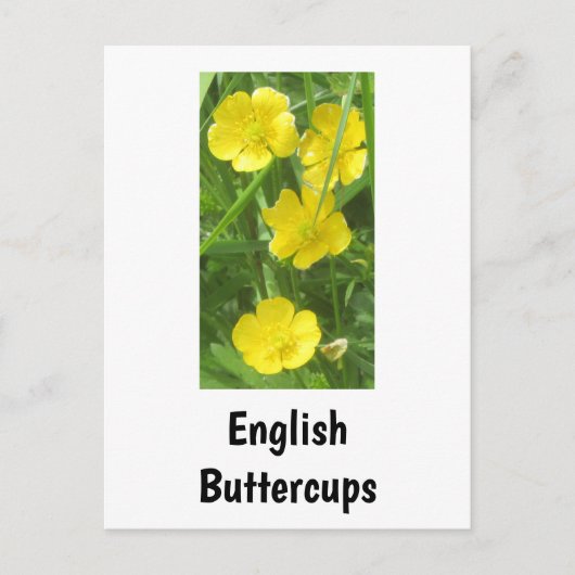Englisch Buttercups Postcard Postkarte (Vorderseite)