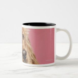 Englisch Cocker spaniel (10 Monate alte) Zweifarbige Tasse