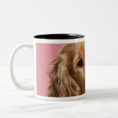 Englisch Cocker spaniel (10 Monate alte) Zweifarbige Tasse (Links)