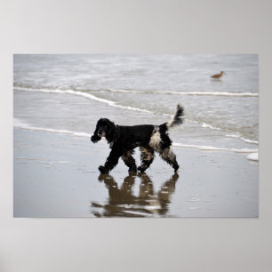 Englisch Cocker Spaniel am Strand Poster