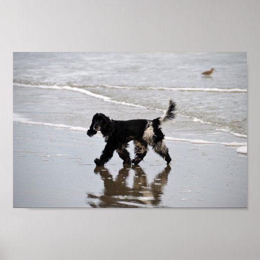Englisch Cocker Spaniel am Strand Poster (Vorne)