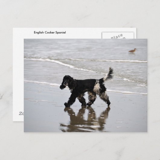 Englisch Cocker Spaniel am Strand Postkarte (Vorne/Hinten)