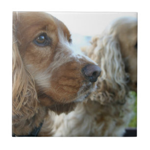 Englisch-Cocker spaniel-Fliese Fliese