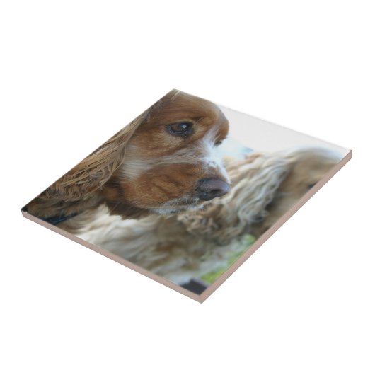 Englisch-Cocker spaniel-Fliese Fliese (Seite)