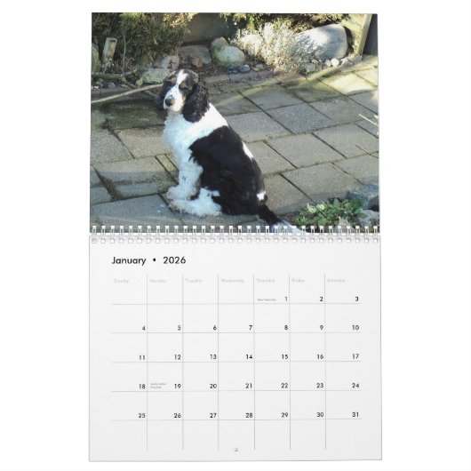 Englisch-cocker spaniel-Kalender Kalender (Jan 2026)