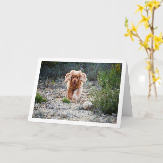 Englisch Cocker Spaniel läuft in Land Karte (Gelbe Blume)