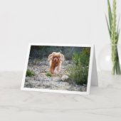 Englisch Cocker Spaniel läuft in Land Karte (Vorderseite)