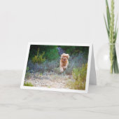 Englisch Cocker Spaniel läuft in Land Karte (Vorderseite)