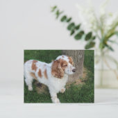 englisch cocker spaniel orange-weiß voll postkarte (Stehend Vorderseite)