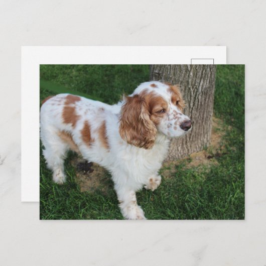 englisch cocker spaniel orange-weiß voll postkarte (Vorne/Hinten)