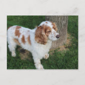 englisch cocker spaniel orange-weiß voll postkarte (Vorderseite)