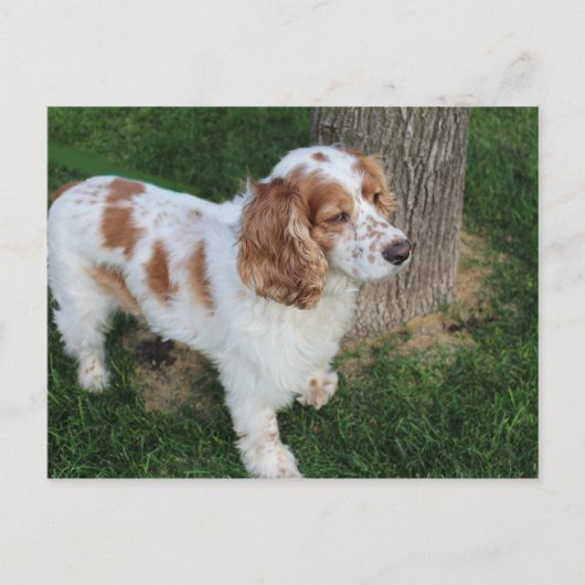 englisch cocker spaniel orange-weiß voll postkarte (Vorderseite)