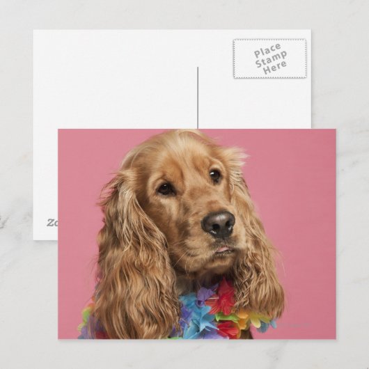 Englisch Cocker Spanisch (10 Monate alt) Postkarte (Vorne/Hinten)