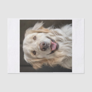 Englisch Golden Retriever11 Seidenpapier