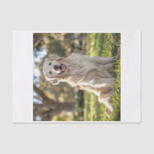 Englisch Golden Retriever13 Seidenpapier