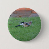 Englisch Jay Button (Vorderseite)