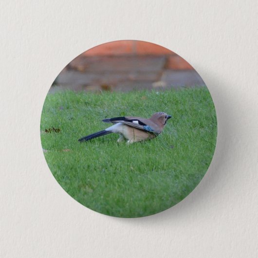 Englisch Jay Button (Vorderseite)