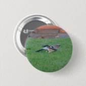 Englisch Jay Button (Vorne & Hinten)