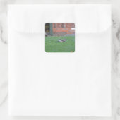 Englisch Jay Quadratischer Aufkleber (Tasche)