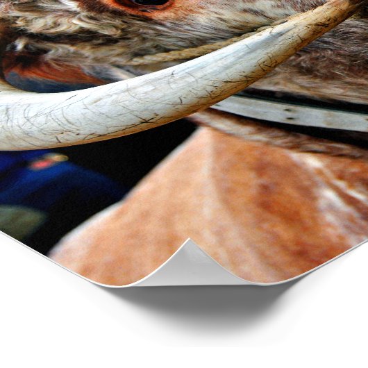 Englisch Long Horn Cow Cattle Poster (Ecke)