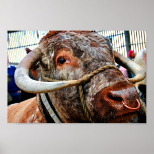 Englisch Long Horn Cow Cattle Poster
