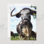 Englisch Longhorn Cattle Cow Postcard Postkarte (Vorne/Hinten)
