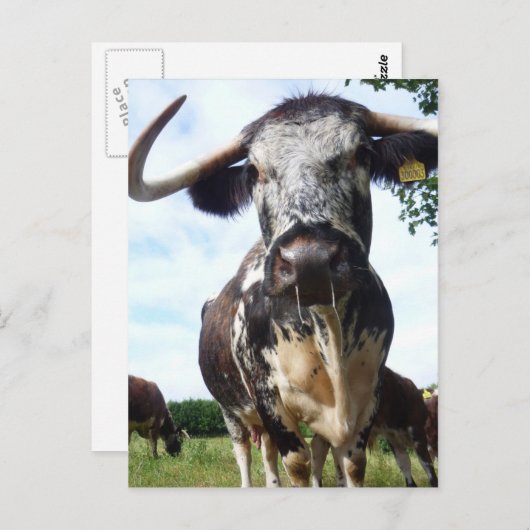 Englisch Longhorn Cattle Cow Postcard Postkarte (Vorne/Hinten)