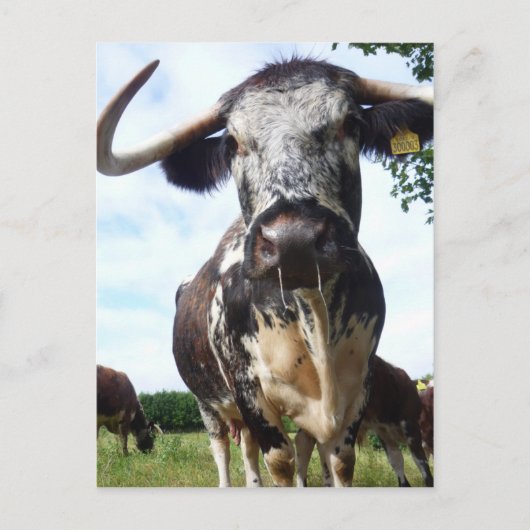 Englisch Longhorn Cattle Cow Postcard Postkarte (Vorderseite)