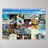 Englisch: Macro Beauty - Shellfish - in Siquijor Poster (Vorne)