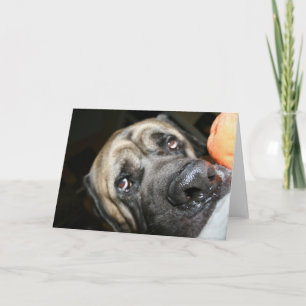 Englisch Mastiff Foto Karte