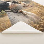 Englisch Pointer Jagd ,Chukar Rebhuhn Sherpadecke (3/4)