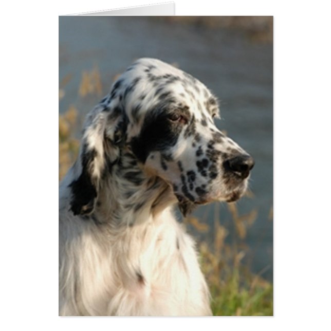 englisch setter 2.png (Vorne)