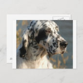 englisch setter 2.png postkarte (Vorne/Hinten)