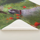 Englisch Setter, Fasanierjagd Sherpadecke (3/4)