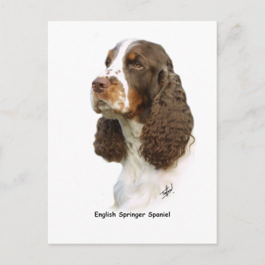 Englisch Springer Spanisch 8M15D-05 Postkarte (Vorderseite)